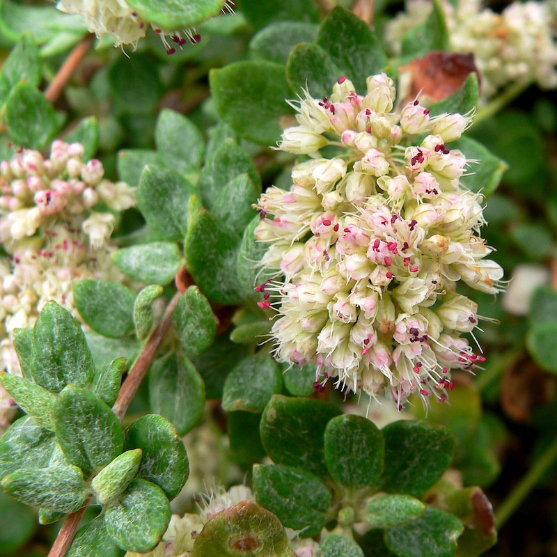 Eriogonum parvifolium - Sarrasin de Californie
