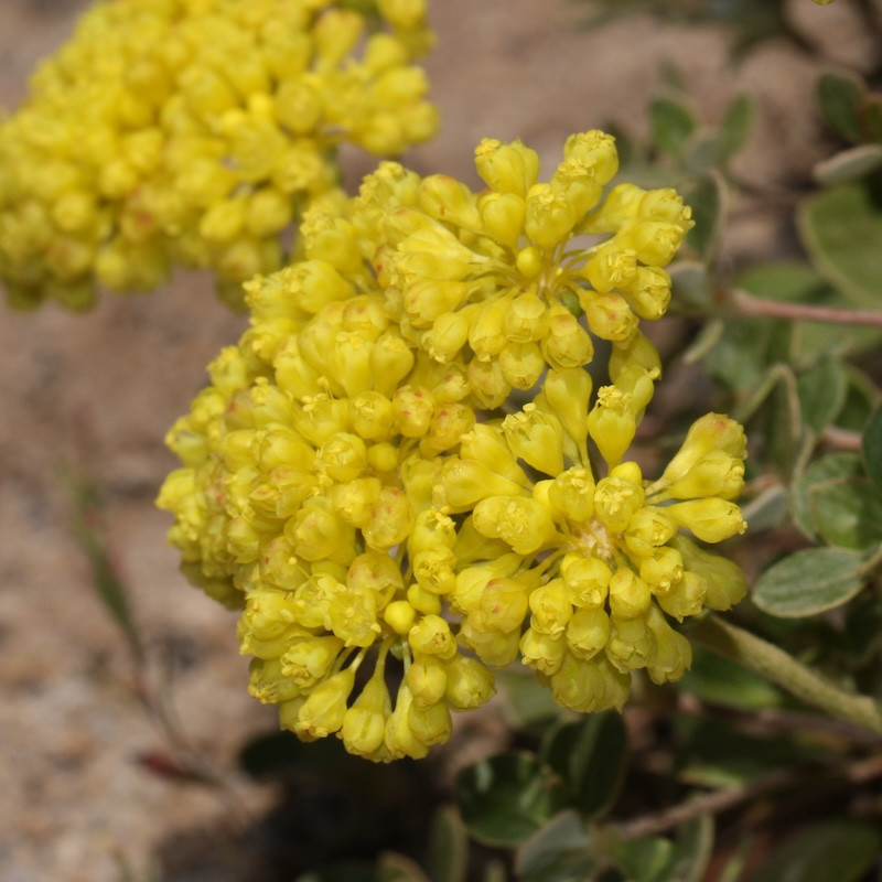 Eriogonum umbellatum - Fleur de soufre