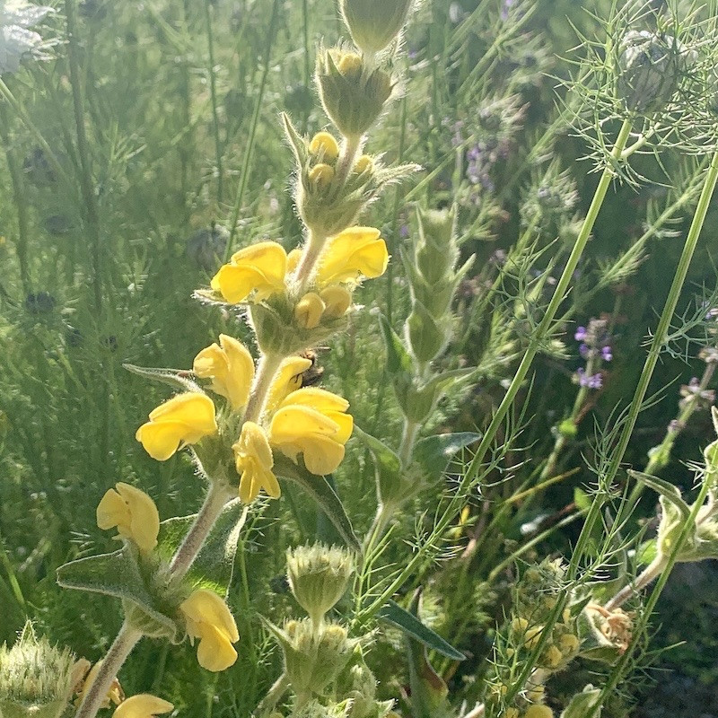 Phlomis lychnitis - Phlomis lychnite Bio