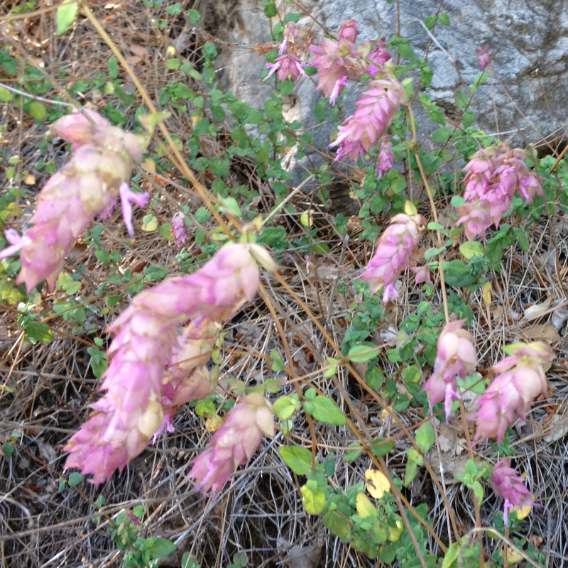 Origanum libanoticum - Origan du Liban