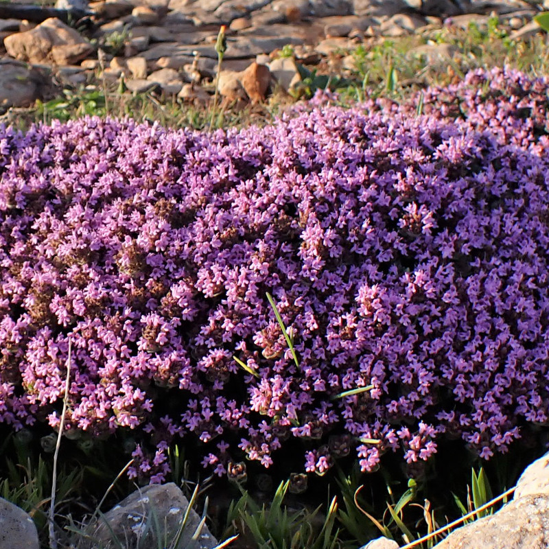 Thymus satureioïdes - Thym sarriette Bio