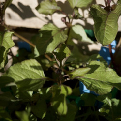 Acmella oleracea - Cresson du Para, aromatique