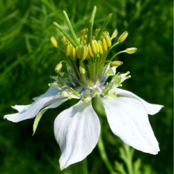 Nigella sativa - Nigelle aromatique Bio