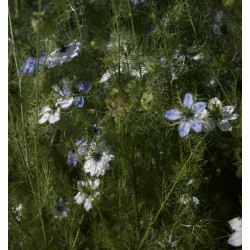 Nigella sativa - Nigelle aromatique Bio