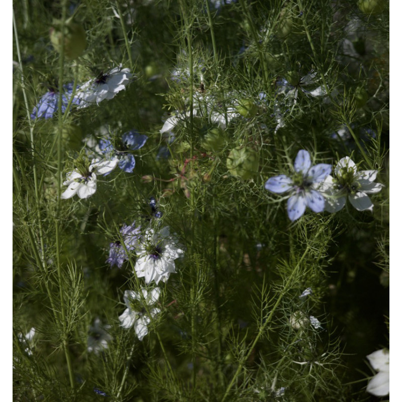 Nigella sativa - Nigelle aromatique Bio