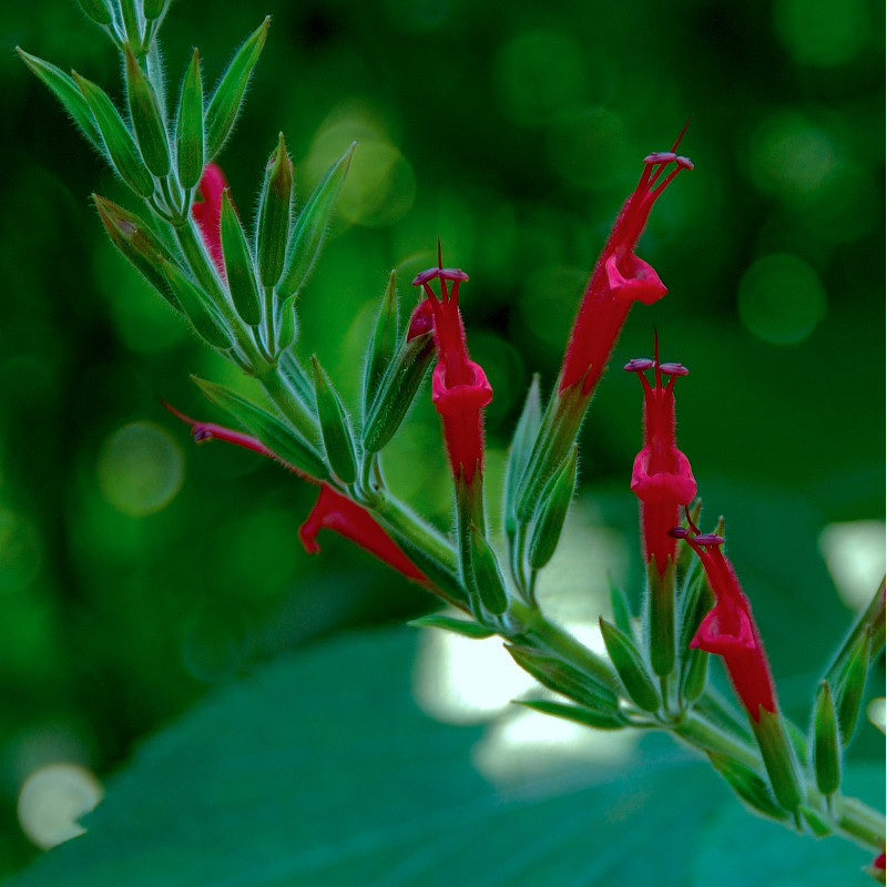Salvia elegans - Sauge ananas Bio