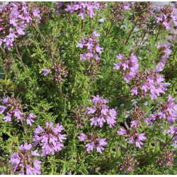 Thymus satureioïdes - Thym sarriette Bio