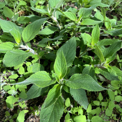 Salvia elegans - Sauge ananas Bio