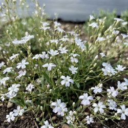Gypsophila repens - Gypsophile rampante