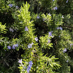 Rosmarinus officinalis 'Boule' - Romarin Bio