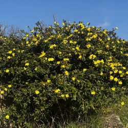 Jasminum mesnyi - Jasmin primevère