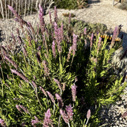 Lavandula dentata 'Imi n' Ifri' - Lavande anglaise rose Bio