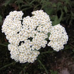 Achillea crithmifolia - Achillée à feuilles de criste marine