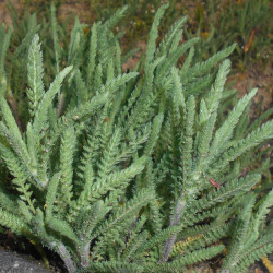 Achillea crithmifolia - Achillée à feuilles de criste marine