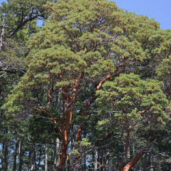 Arbutus menziesii - Arbousier américain Bio