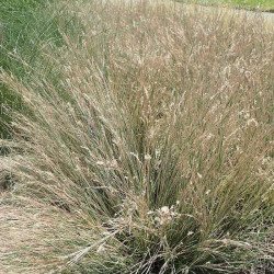 Schizachyrium scoparium - Barbon à balais