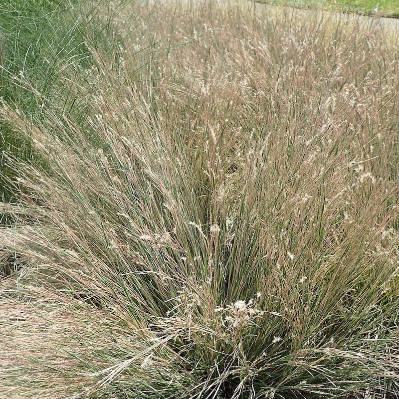 Schizachyrium scoparium - Barbon à balais