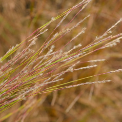 Schizachyrium scoparium - Barbon à balais graminée de terrain sec