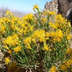Ericameria laricifolia - Arbuste de térébenthine pour terrain sec