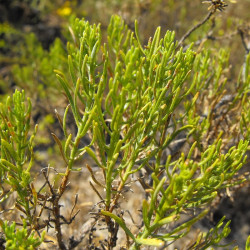 Ericameria laricifolia - Arbuste de térébenthine pour terrain sec