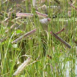 Bouteloua gracilis - Boutelou gracieux graminée de terrain sec