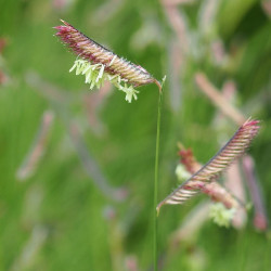 Bouteloua gracilis - Boutelou gracieux graminée de terrain sec
