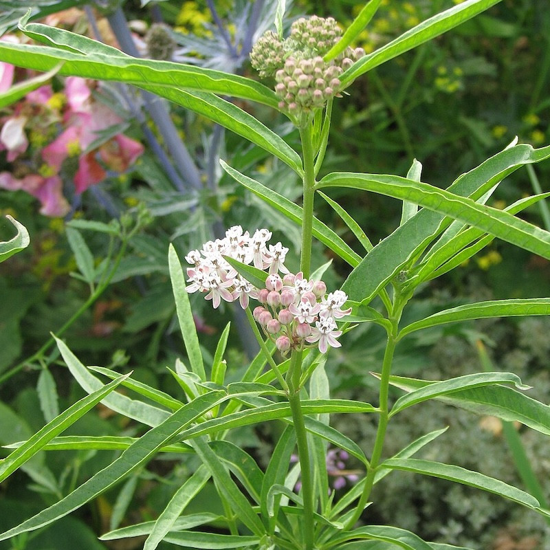 Asclepias fascicularis - Asclépiade vivace de terrain sec
