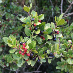 Rhamnus alaternus - Nerprun arbuste de terrain sec