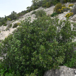 Rhamnus alaternus - Nerprun arbuste de terrain sec