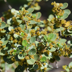 Rhamnus alaternus - Nerprun arbuste de terrain sec
