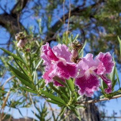 Chilopsis linearis - Saule du désert
