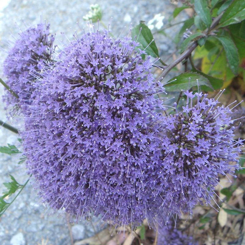 Trachelium caeruleum - Trachélie bleue vivace pour jardin sec