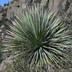 Dasylirion wheeleri - Sotol bleu pour jardins secs