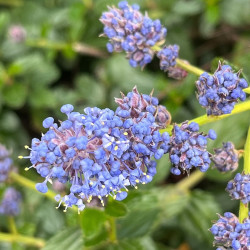 Ceanothus thyrsiflorus 'Skylark' - Lilas de Californie