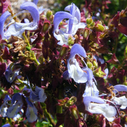 Salvia chamelaeagnea - Sauge prostrée pour jardin sec