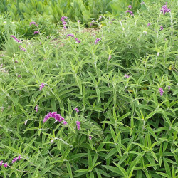 Salvia leucantha - Sauge du Mexique plante pour jardin sec