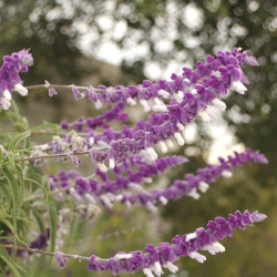 Salvia leucantha - Sauge du Mexique plante pour jardin sec