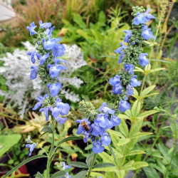 Salvia Azurea - Sauge bleue pour jardin sec