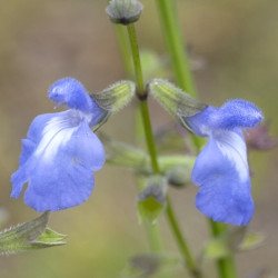 Salvia Azurea - Sauge bleue pour jardin sec
