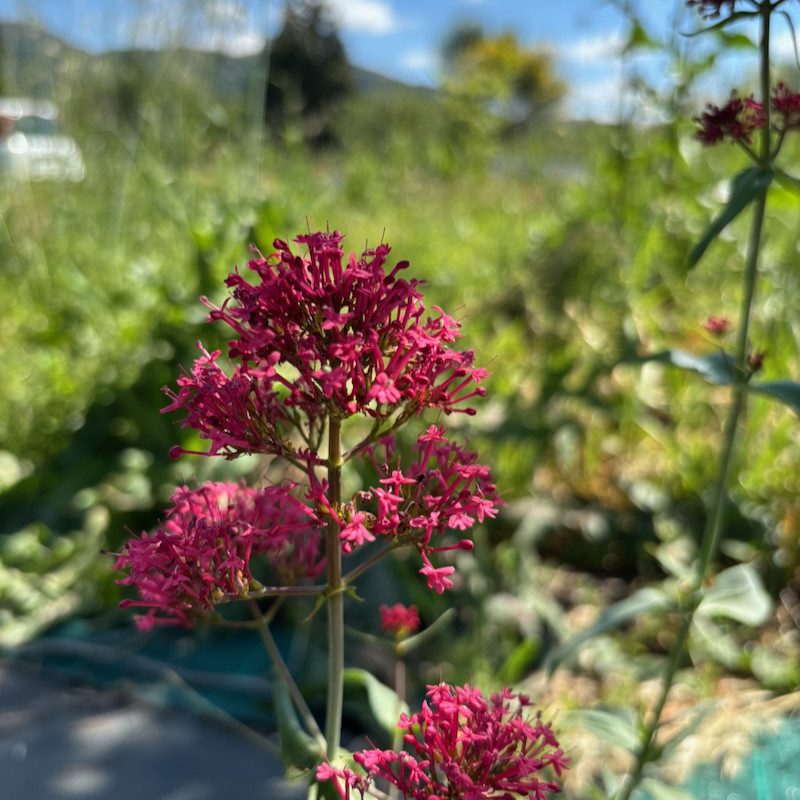 Centranthus ruber 'Coccineus' - Valériane rouge pour jardin sec
