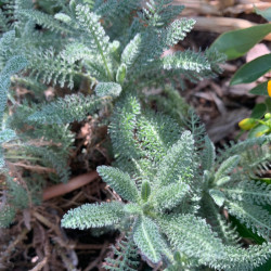 Achillea crithmifolia - Achillée à feuilles de criste marine