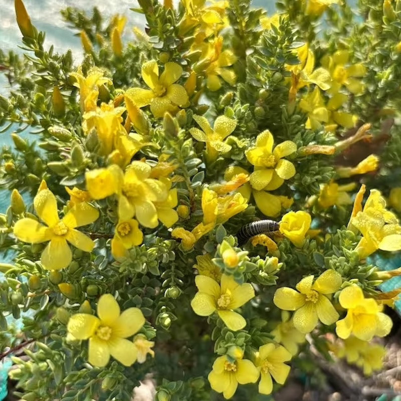 Hypericum aegypticum - Millepertuis d'Egypte pour jardins secs