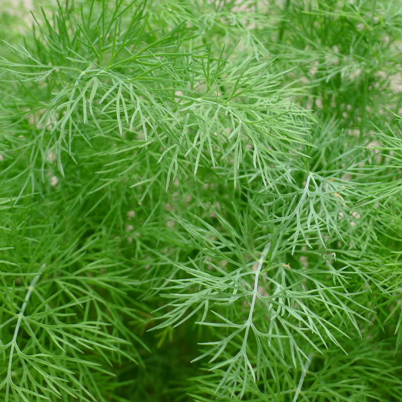 Anethum graveolens - Aneth, aromatique