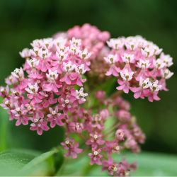 Asclepias fascicularis - Asclépiade vivace de terrain sec