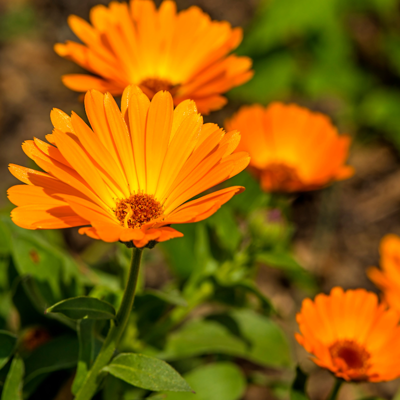 Calendula officinalis - Souci officinal, comestible