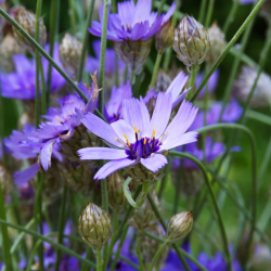 Catananche caerulea - Cupidone