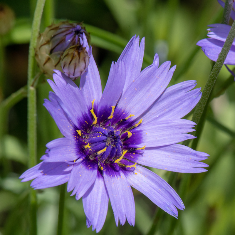 Catananche caerulea - Cupidone