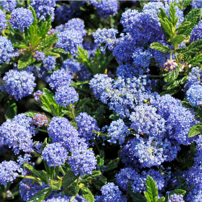Ceanothus thyrsiflorus 'Skylark'- Lilas de Californie