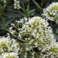 Centranthus ruber 'Albus' - Valériane blanche