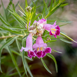 Chilopsis linearis - Saule du désert